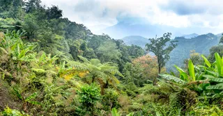 Montagne Pelée & route de la Trace (Martinique) : ascension et guide 2026