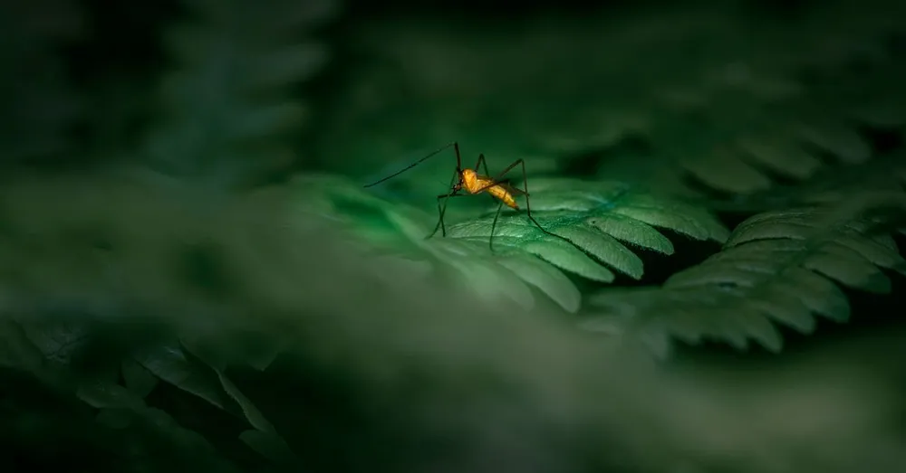 Moustiques et insectes en Guyane : la stratégie anti-piqûres qui marche vraiment