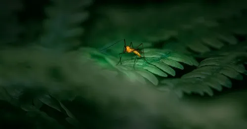 Moustiques et insectes en Guyane : la stratégie anti-piqûres qui marche vraiment