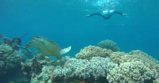 Nager avec les tortues en Martinique : où et comment (2026)