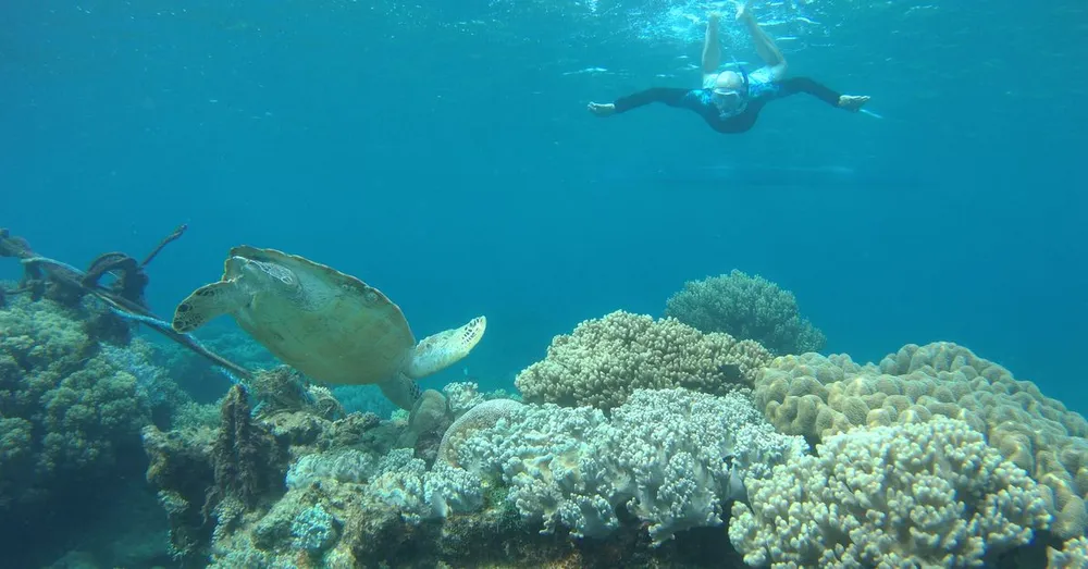 Nager avec les tortues en Martinique : où et comment (2026)