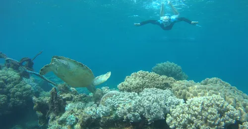 Nager avec les tortues en Martinique : où et comment (2026)