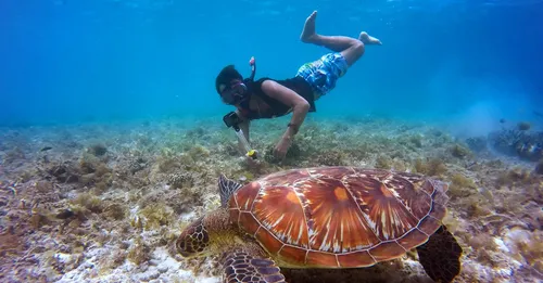 Nager avec les tortues en Martinique : Anse Dufour et Anse Noire