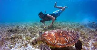 Nager avec les tortues en Martinique : Anse Dufour et Anse Noire