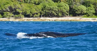 Observer les baleines et dauphins au large de Basse-Terre : guide expert au départ de Bouillante