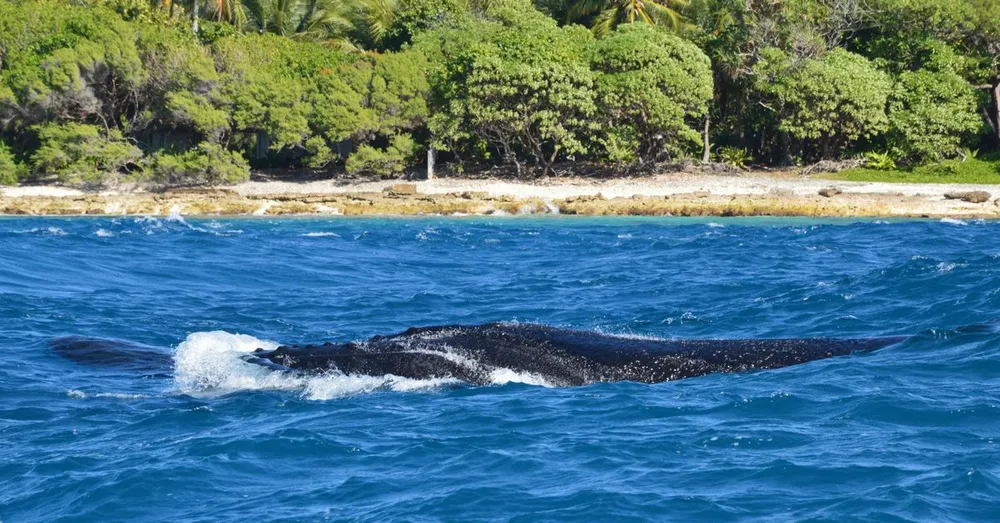 Observer les baleines et dauphins au large de Basse-Terre : guide expert au départ de Bouillante