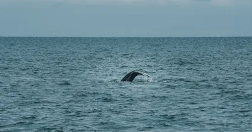 Observation des baleines et dauphins en Martinique : espèces résidentes ou migratrices ?