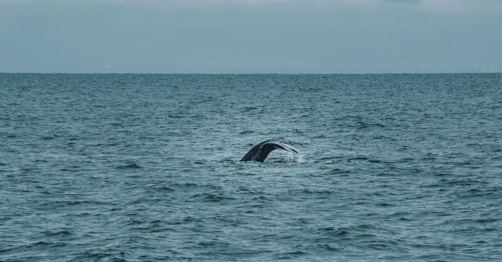 Observation des baleines et dauphins en Martinique : espèces résidentes ou migratrices ?