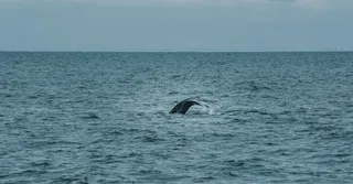 Observation des baleines et dauphins en Martinique : espèces résidentes ou migratrices ?