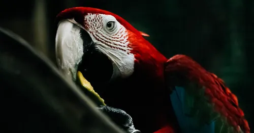 Observer les aras et toucans en Guyane : meilleurs spots 2026
