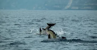 Observer les baleines et dauphins en Martinique : saison, sites et éthique