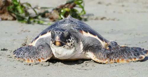 Tortues luth en Guyane : calendrier de ponte, où observer et règles