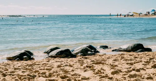 Observer les tortues marines en Guadeloupe : sites et regles ethiques