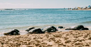 Observer les tortues marines en Guadeloupe : sites et regles ethiques