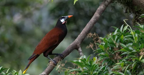 Oiseaux endemiques de Guadeloupe : ou observer le pic et le sucrier