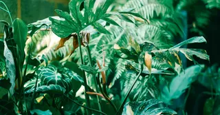 Ouvrir un gîte ou une chambre d'hôtes en Guyane : statut juridique et démarches