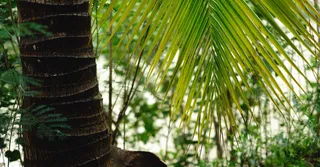 Plage d'Awala-Yalimapo : la plus à l'ouest, terre kali'na