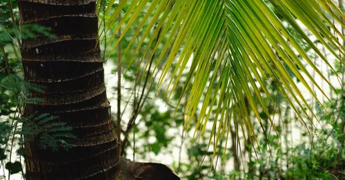 Plage d'Awala-Yalimapo : la plus à l'ouest, terre kali'na