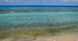 Plage de Bois Jolan Sainte-Anne : lagon peu profond pour enfants