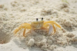 Plage des Salines de Montjoly : marées, crabes et palmiers, le guide d'un local