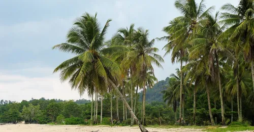 Plage de Grande Anse Deshaies : guide local complet