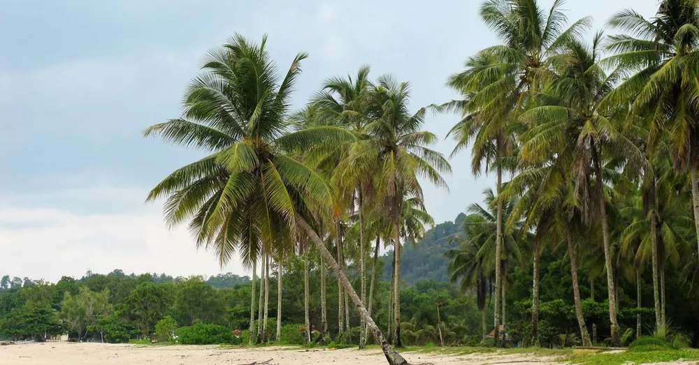 Plage de Grande Anse Deshaies : guide local complet
