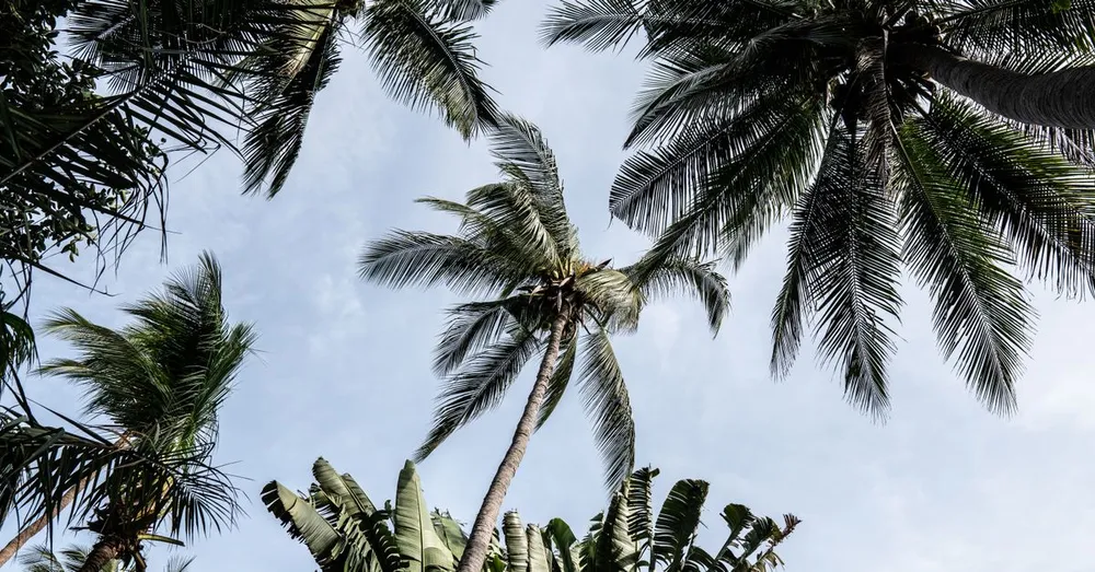 Plage les Hattes : l'extrême ouest guyanais, ses tortues luth et le passage vers le Suriname