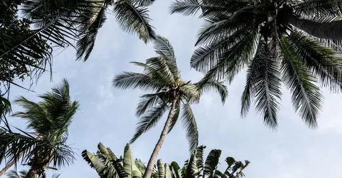 Plage les Hattes : l'extrême ouest guyanais, ses tortues luth et le passage vers le Suriname