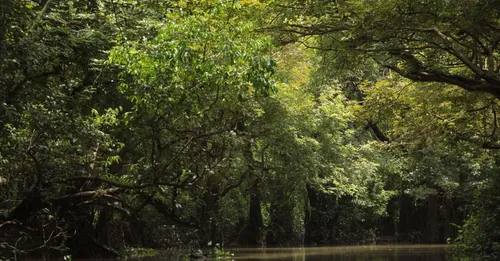 Les plages de Guyane : guide des spots de Cayenne à l'ouest