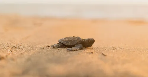 Ponte des tortues luth à Awala-Yalimapo : saison, spots et règles d'observation