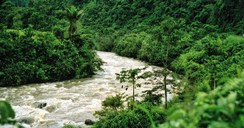 Quand partir en Guyane : météo, ponte des tortues et tirs Ariane, le calendrier mois par mois