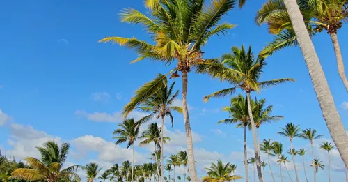 Quand partir en Guadeloupe : météo mois par mois réel