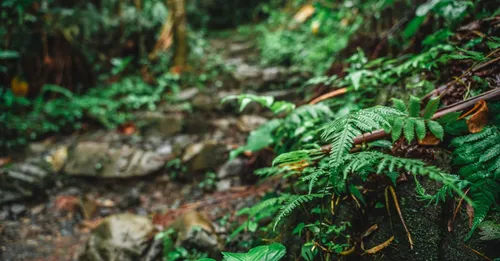 Randonnée de la Traversée : 5 sentiers du Parc national de Guadeloupe à parcourir