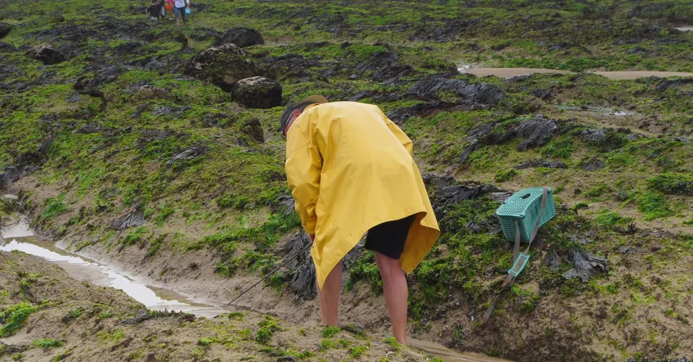 Réglementation de la pêche à pied et des coquillages en Martinique : ce qui est permis, interdit et protégé