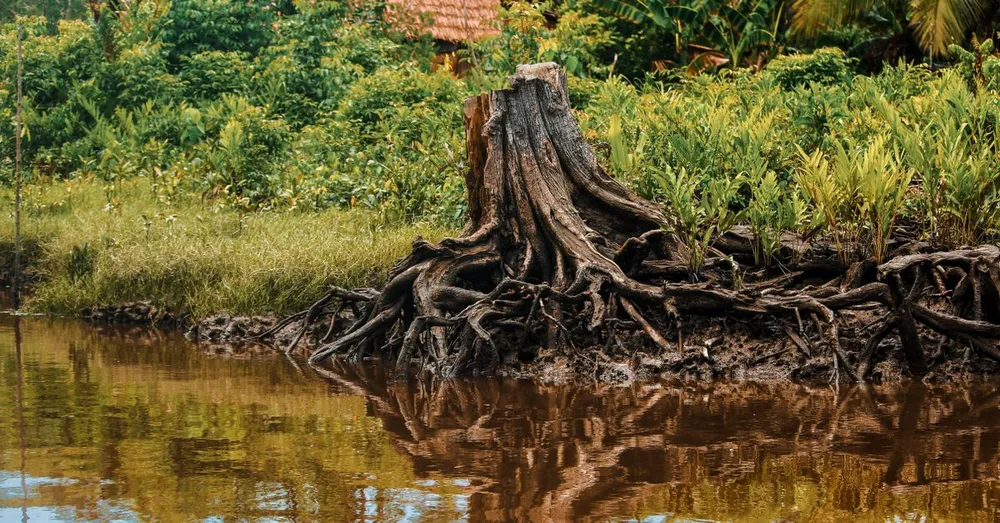 Réserve des Nouragues : séjour en forêt primaire, science et accès en Guyane