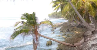 Où manger en Martinique ? Meilleurs restaurants Trois-Îlets & Fort-de-France