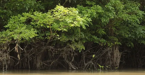 Rhum de Guyane : Belle Cabresse et le secret de la distillerie Saint-Maurice