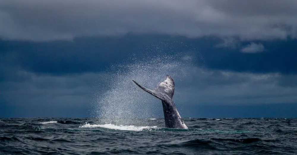 Saison des baleines et tortues en Martinique : quand venir