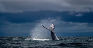 Saison des baleines et tortues en Martinique : quand venir