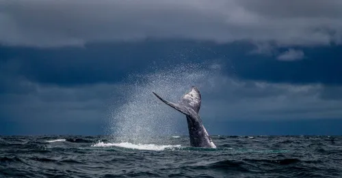 Saison des baleines et tortues en Martinique : quand venir