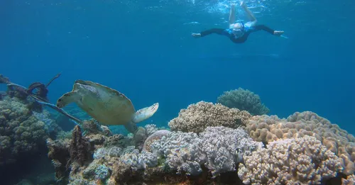 Snorkeling à l'Anse Dufour : nager avec les tortues vertes en toute éthique