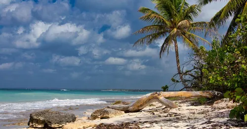 Spots de kitesurf et windsurf de l'Atlantique martiniquais : le guide local