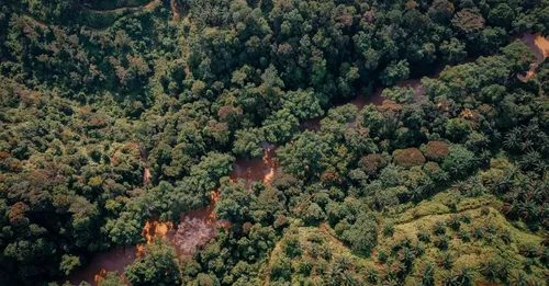 Le ti-punch guyanais : quand le rhum rencontre maracuja, comou et plantes d'Amazonie