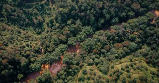 Le ti-punch guyanais : quand le rhum rencontre maracuja, comou et plantes d'Amazonie