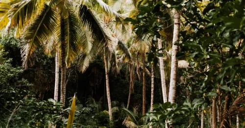 Tour des Anses-d'Arlet : Grande Anse, Petite Anse et Anse Dufour en une journée