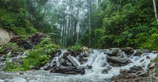 Trek vers un inselberg en Guyane : préparer son ascension d'un dôme rocheux en forêt primaire