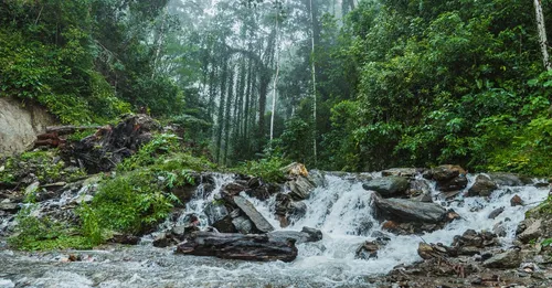 Trek vers un inselberg en Guyane : préparer son ascension d'un dôme rocheux en forêt primaire