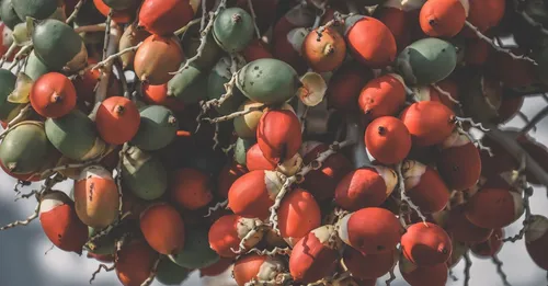 Wassaï, comou et fruits d'Amazonie : les superfruits de Guyane à déguster