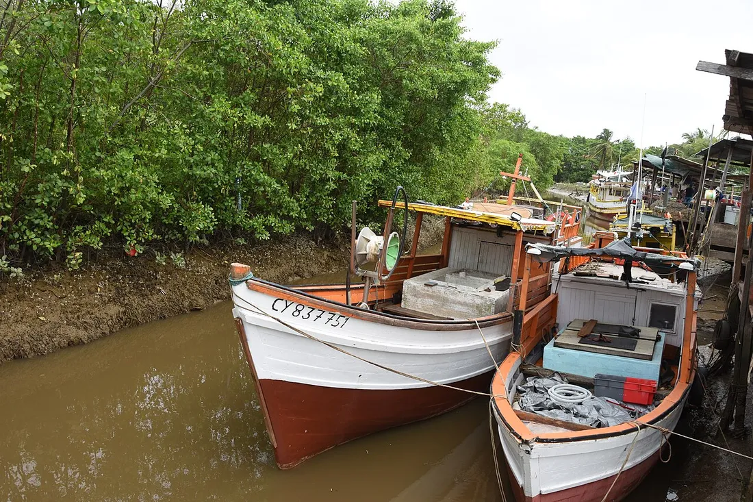 Barques de pêche colorées amarrées le long d'une crique bordée de mangrove au port de pêche artisanal de Cayenne, en Guyane française