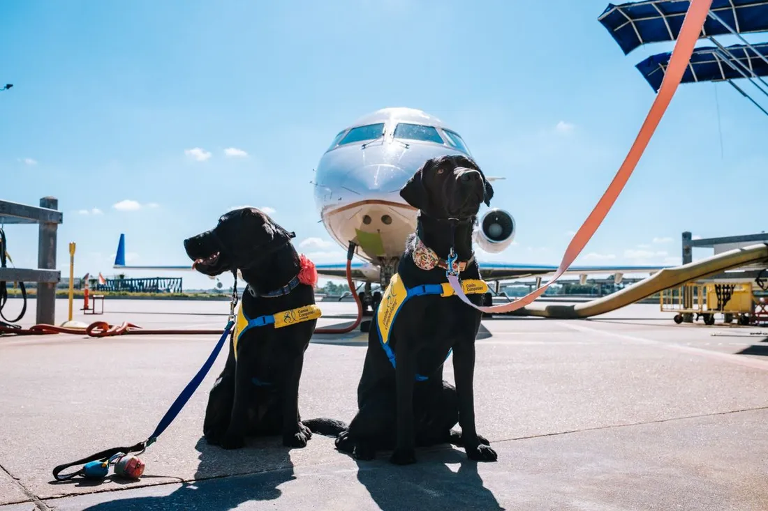 Deux chiens en harnais assis sur le tarmac d'un aéroport devant un avion de ligne avant l'embarquement
